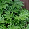 Fatsia Japonica - Japanese Aralia - Glossy Paper Plant - 5 Gallon Pot -Stylish Garden Plant Store fatsia Japanese Aralia 1 500x750 4