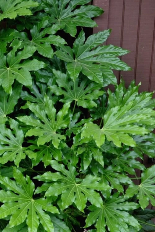 Fatsia Japonica - Japanese Aralia - Glossy Paper Plant - 3 Gallon Pot 3 Fatsia Japonica - Japanese Aralia - Glossy Paper Plant - 3 Gallon Pot