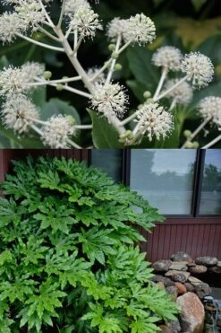 Fatsia Japonica (Japanese Aralia / Glossy Paper Plant) - 7 Gallon Pot (2-3') -Stylish Garden Plant Store fatsia Japanese Aralia 2 500x750 2