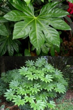 Fatsia Japonica - Japanese Aralia - Glossy Paper Plant - 3 Gallon Pot 12 Fatsia Japonica - Japanese Aralia - Glossy Paper Plant - 3 Gallon Pot -Stylish Garden Plant Store fatsia Japanese Aralia 500x750 5
