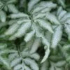 Silver Lace Fern - 5 Pack Of Quart Pots -Stylish Garden Plant Store fern silver lace 5 thumbnail