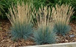 Beyond Blue Festuca (Fescue) - 3 Pack Of Quart Pots -Stylish Garden Plant Store festuca20beyond20blue