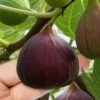 Little Ruby Dwarf Fig Tree - 3 Gallon Pot -Stylish Garden Plant Store ficus carica little ruby fig tree 1