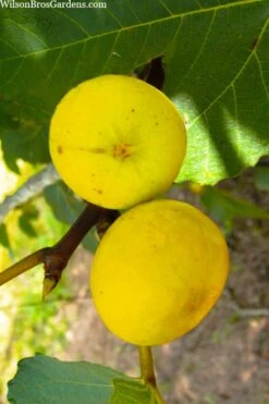 LSU Gold Fig Tree - 3 Gallon Pot 13 LSU Gold Fig Tree - 3 Gallon Pot -Stylish Garden Plant Store ficus carica lsu gold fig tree 1 1