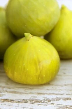 LSU Gold Fig Tree - 3 Gallon Pot 11 LSU Gold Fig Tree - 3 Gallon Pot -Stylish Garden Plant Store ficus carica lsu gold fig tree 2 1