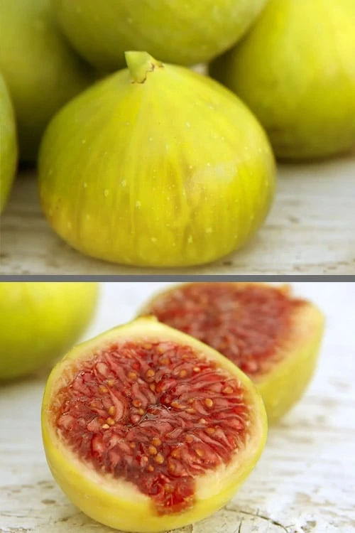 LSU Gold Fig Tree - 5 Gallon Pot 3 LSU Gold Fig Tree - 5 Gallon Pot