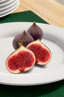 Texas Everbearing Fig Tree - 3 Gallon Pot -Stylish Garden Plant Store fig texas everbearing 11