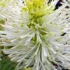 Mount Airy Fothergilla - 1 Gallon Pot 1 Mount Airy Fothergilla - 1 Gallon Pot -Stylish Garden Plant Store fothergilla mount airy 102