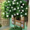 August Beauty Gardenia (Single Trunk Topiary Tree) - 5 Gallon Pot -Stylish Garden Plant Store gardenia august beuaty tree 5