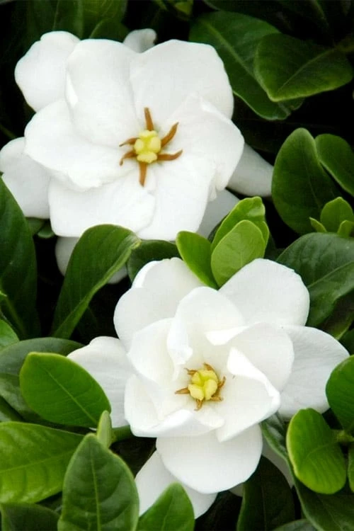 Buttons Gardenia - 1 Gallon Pot 7 Buttons Gardenia - 1 Gallon Pot - Image 5