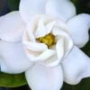 Buttons Gardenia - 6 Pack Of 1 Gallon Pots 1 Buttons Gardenia - 6 Pack Of 1 Gallon Pots -Stylish Garden Plant Store gardenia buttons 2 1
