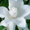 Celestial Star Gardenia - 1 Gallon Pot 1 Celestial Star Gardenia - 1 Gallon Pot -Stylish Garden Plant Store gardenia celestial star 1