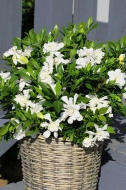 Celestial Star Gardenia - 1 Gallon Pot -Stylish Garden Plant Store gardenia celestial star 3