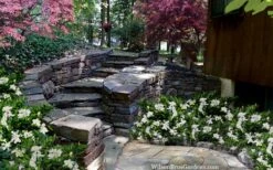 Celestial Star Gardenia - 1 Gallon Pot -Stylish Garden Plant Store gardenia celestial star 5