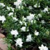 Radicans Creeping Dwarf Gardenia - 1 Gallon Pot -Stylish Garden Plant Store gardenia creeping 22 1