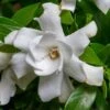 Fool Proof Gardenia - 2 Gallon Pot -Stylish Garden Plant Store gardenia fool proof 1