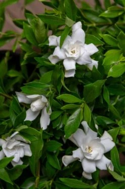 Fool Proof Gardenia - 3 Gallon Pot 9 Fool Proof Gardenia - 3 Gallon Pot -Stylish Garden Plant Store gardenia fool proof 4 1