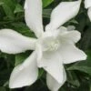 Frost Proof Gardenia - 1 Gallon Pot -Stylish Garden Plant Store gardenia frost proof 15 2