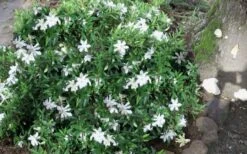Frost Proof Gardenia - 3 Gallon Pot -Stylish Garden Plant Store gardenia frost proof 50