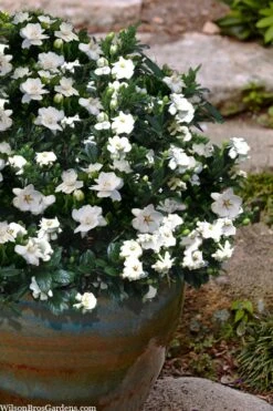 Buttons Gardenia - 6 Pack Of 1 Gallon Pots -Stylish Garden Plant Store gardenia jasminoides buttons 10 1
