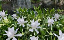 Crescent Moon Dwarf Gardenia - 6 Pack Of 1 Gallon Pots -Stylish Garden Plant Store gardenia jasminoides crescent moon dwarf creeping 2 1