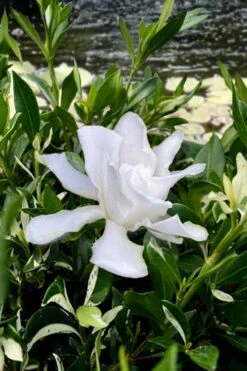 Crescent Moon Dwarf Gardenia - 1 Gallon Pot 10 Crescent Moon Dwarf Gardenia - 1 Gallon Pot -Stylish Garden Plant Store gardenia jasminoides crescent moon dwarf creeping 6