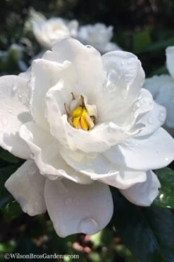 Crown Jewel Gardenia - 1 Gallon Pot -Stylish Garden Plant Store gardenia jasminoides crown jewel 11 1