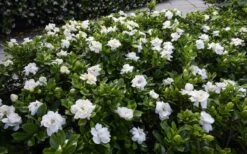 Crown Jewel Gardenia - 6-Pack Of 1 Gallon Pots -Stylish Garden Plant Store gardenia jasminoides crown jewel 12