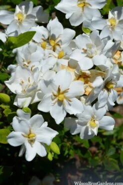 Snow Flurry Hardy Gardenia - 3 Gallon Pot 10 Snow Flurry Hardy Gardenia - 3 Gallon Pot -Stylish Garden Plant Store gardenia jasminoides snow flurry 2 1