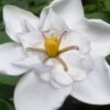 Snow Flurry Hardy Gardenia - 1 Gallon Pot -Stylish Garden Plant Store gardenia jasminoides snow flurry 5