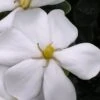 Snow Girl Hardy Dwarf Gardenia - 3 Gallon Pot -Stylish Garden Plant Store gardenia jasminoides snow girl 4