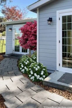 Snow Globe Gardenia - 3 Gallon Pot -Stylish Garden Plant Store gardenia jasminoides snow globe 3 1