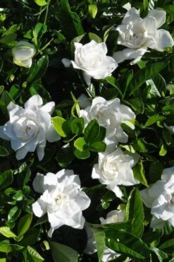 Snow Puff Hardy Gardenia - 1 Gallon Pot -Stylish Garden Plant Store gardenia jasminoides snow puff 2 2