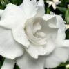 Snow Puff Hardy Gardenia - 3 Gallon Pot -Stylish Garden Plant Store gardenia jasminoides snow puff 4 1