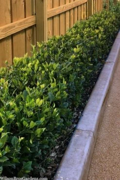 Summer Snow Gardenia - 3 Gallon Pot -Stylish Garden Plant Store gardenia jasminoides summer snow 11