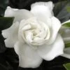 Summer Snow Gardenia - 3 Gallon Pot -Stylish Garden Plant Store gardenia jasminoides summer snow 12
