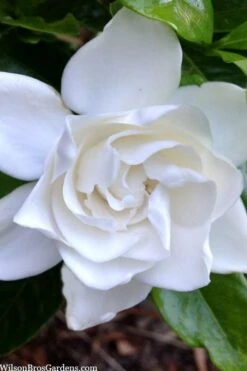 Summer Snow Gardenia - 3 Gallon Pot -Stylish Garden Plant Store gardenia jasminoides summer snow 3