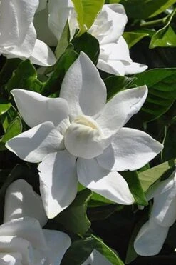 Summer Snow Gardenia - 3 Gallon Pot -Stylish Garden Plant Store gardenia jasminoides summer snow 5