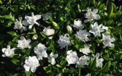 Summer Snow Gardenia - 3 Gallon Pot -Stylish Garden Plant Store gardenia jasminoides summer snow 9