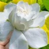 Gold Doubloon Gardenia - 3 Gallon Pot