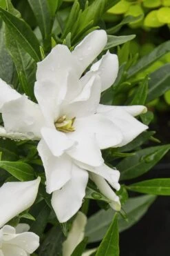 Radicans Creeping Dwarf Gardenia - 6 Pack Of 1 Gallon Pots 15 Radicans Creeping Dwarf Gardenia - 6 Pack Of 1 Gallon Pots -Stylish Garden Plant Store gardenia radicans 22