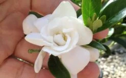 Jubilation Gardenia - 3 Gallon Pot -Stylish Garden Plant Store gardeniajubilation 3