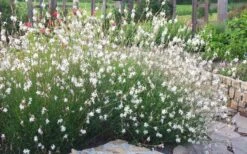 Whirling Butterflies Gaura - 1 Gallon Pot 13 Whirling Butterflies Gaura - 1 Gallon Pot -Stylish Garden Plant Store gaura lindheimeri whirling butterflies wandflower 6