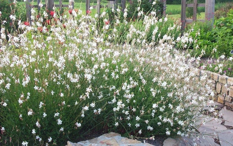 Whirling Butterflies Gaura - 1 Gallon Pot 8 Whirling Butterflies Gaura - 1 Gallon Pot - Image 6
