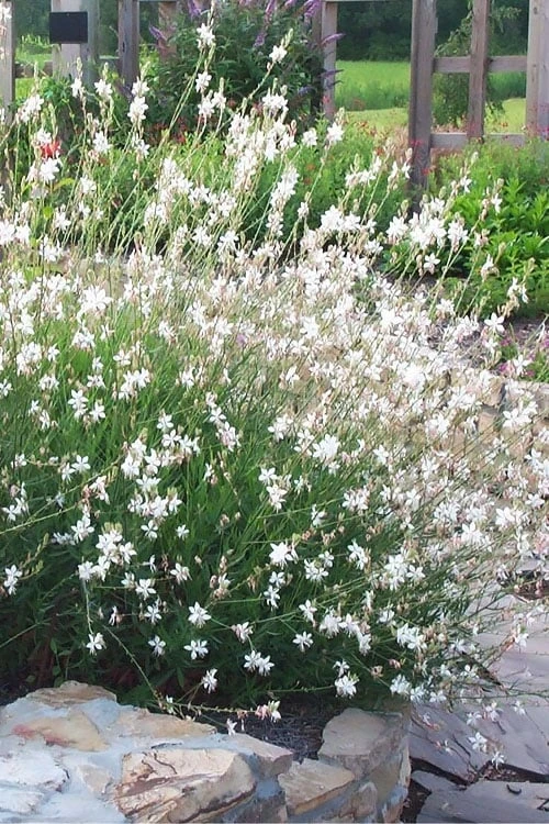 Whirling Butterflies Gaura - 1 Gallon Pot 6 Whirling Butterflies Gaura - 1 Gallon Pot - Image 4