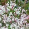 Whirling Butterflies Gaura - 1 Gallon Pot -Stylish Garden Plant Store gaura lindheimeri whirling butterflies wandflower 8