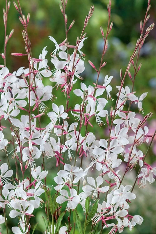 Whirling Butterflies Gaura - 1 Gallon Pot 3 Whirling Butterflies Gaura - 1 Gallon Pot