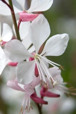Whirling Butterflies Gaura - 1 Gallon Pot 12 Whirling Butterflies Gaura - 1 Gallon Pot -Stylish Garden Plant Store gaura lindheimeri whirling butterflies wandflower 9