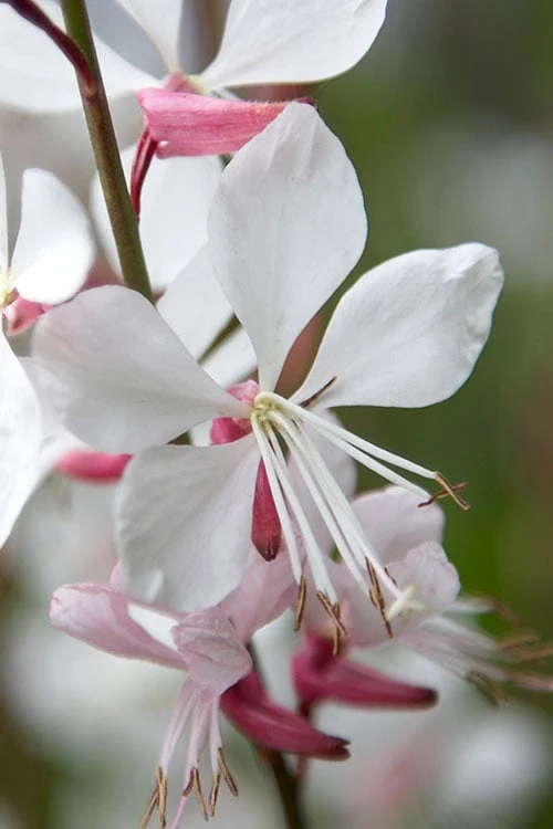 Whirling Butterflies Gaura - 1 Gallon Pot 7 Whirling Butterflies Gaura - 1 Gallon Pot - Image 5
