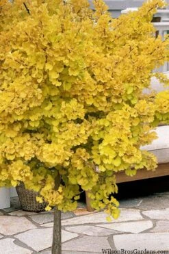 Mariken Dwarf Ginkgo Single Trunk Topiary Tree - 2 Gallon Pot -Stylish Garden Plant Store ginkgo biloba mariken single trunk topiary tree 1